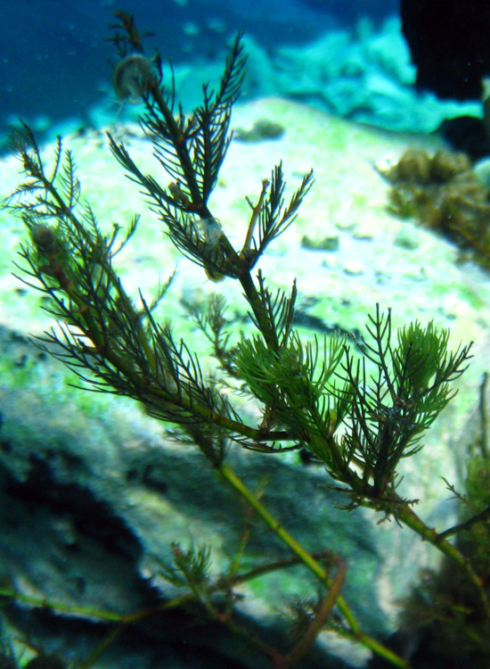 Immersione a Capo D''Acqua (AQ)